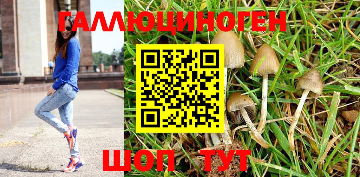 Галлюциногенные грибы Psilocybe Усть-Джегута